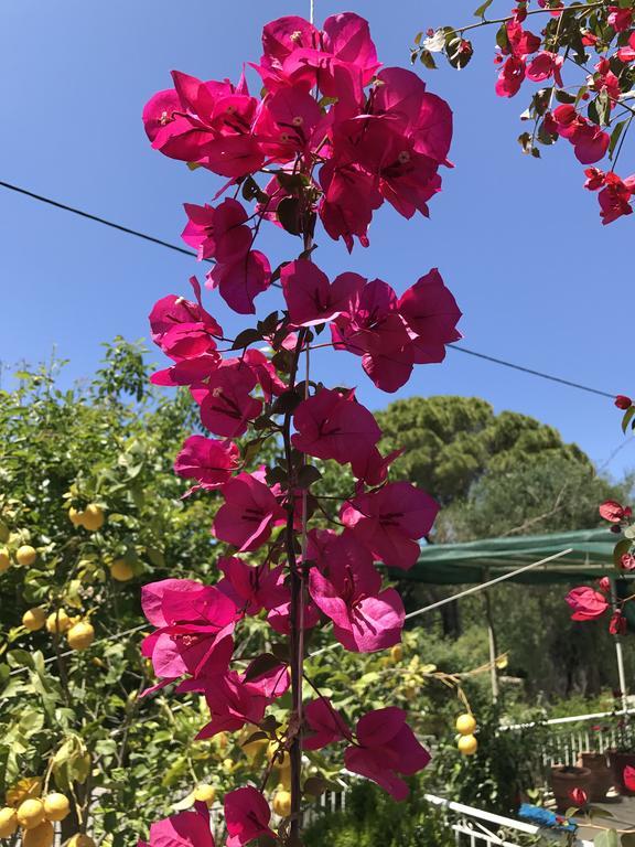 Angeliki Studio & Apartment